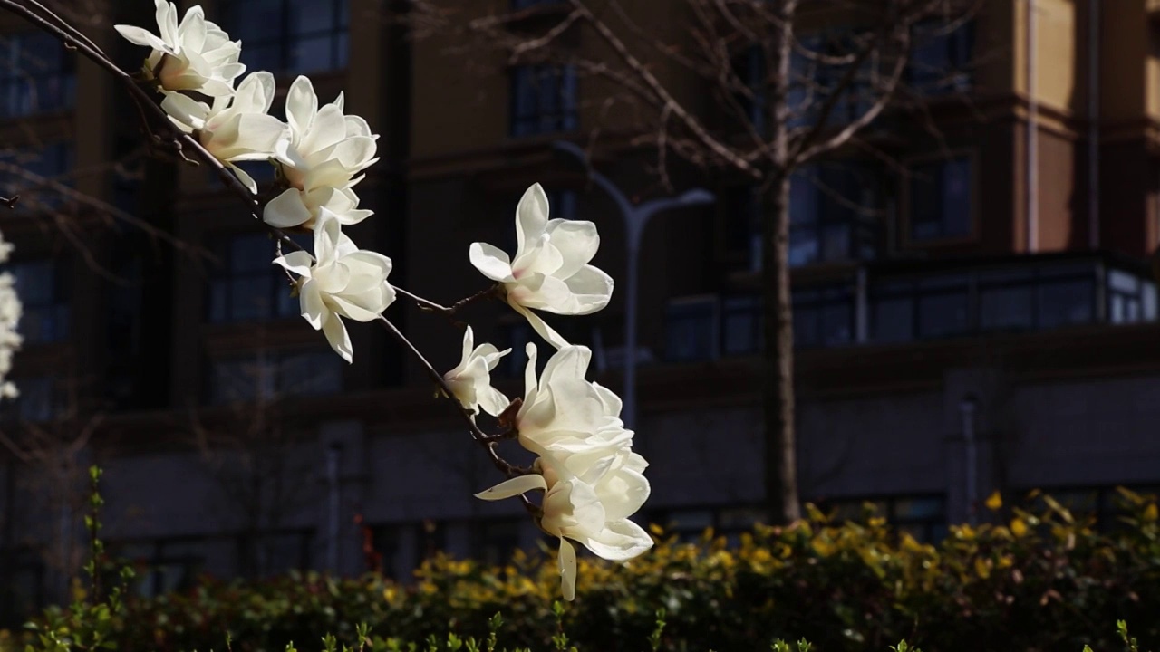 玉兰花视频素材