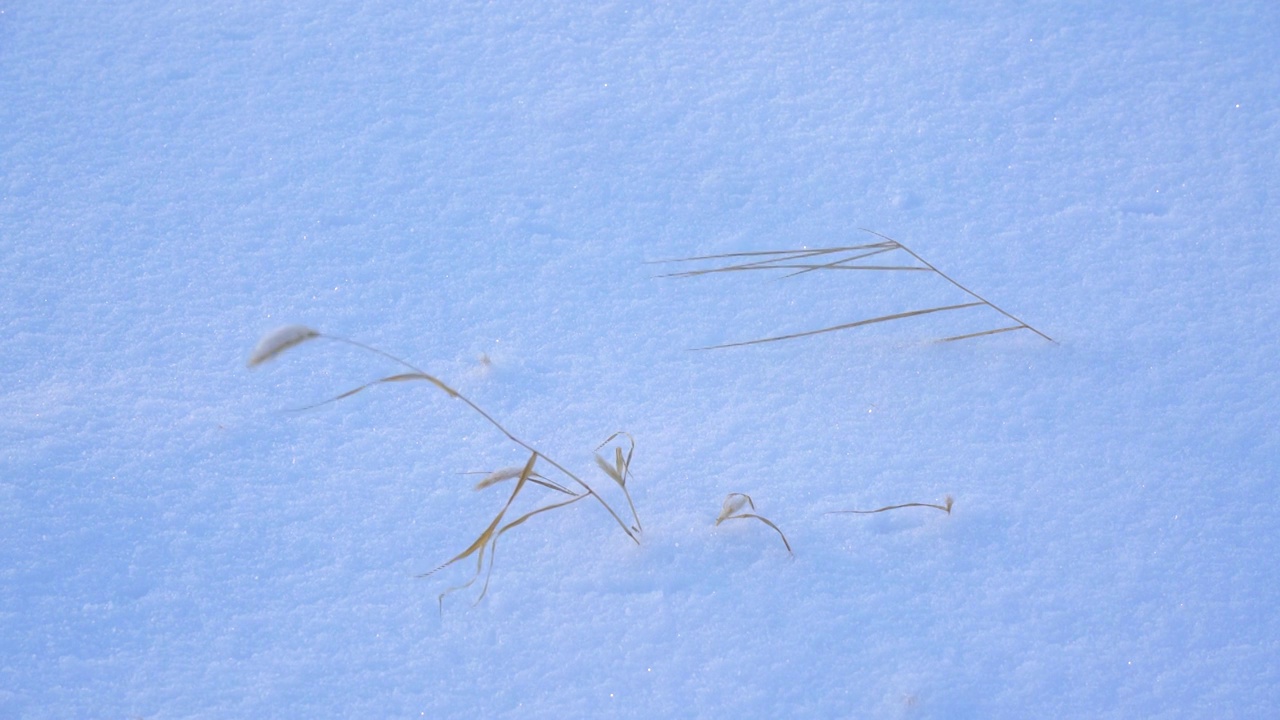 冬天雪地上的狗尾草，寒风中的小草视频素材