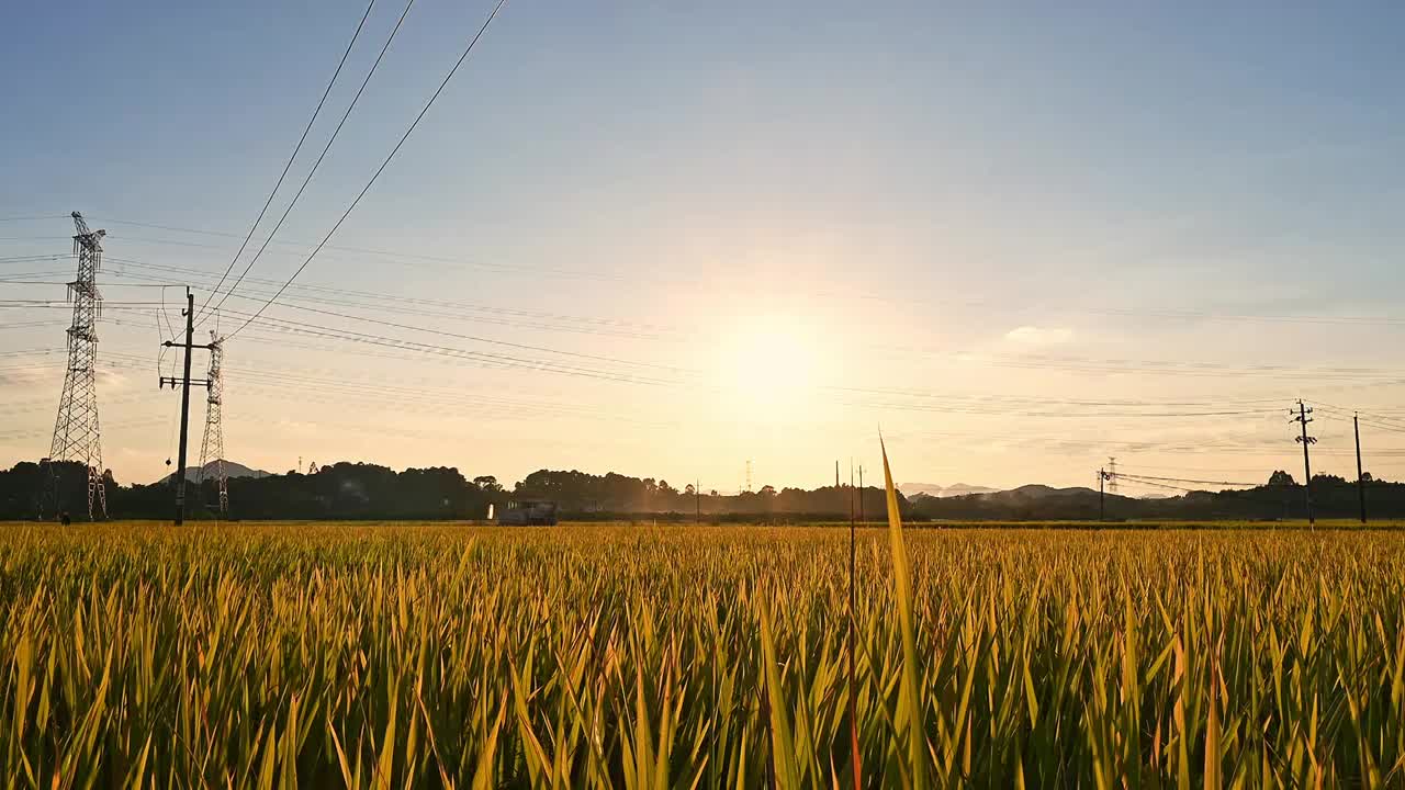 秋天夕阳下金色稻田里作业的收割机视频素材