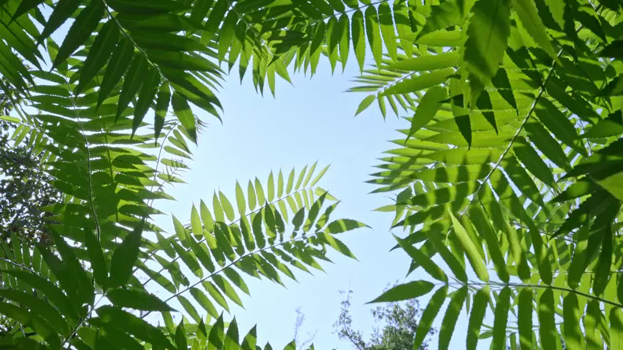 夏天穿过绿叶空镜视频素材