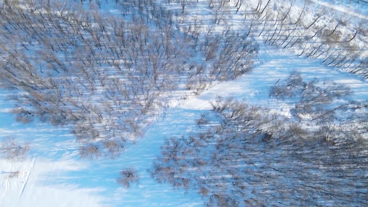 航拍雪后树林视频素材