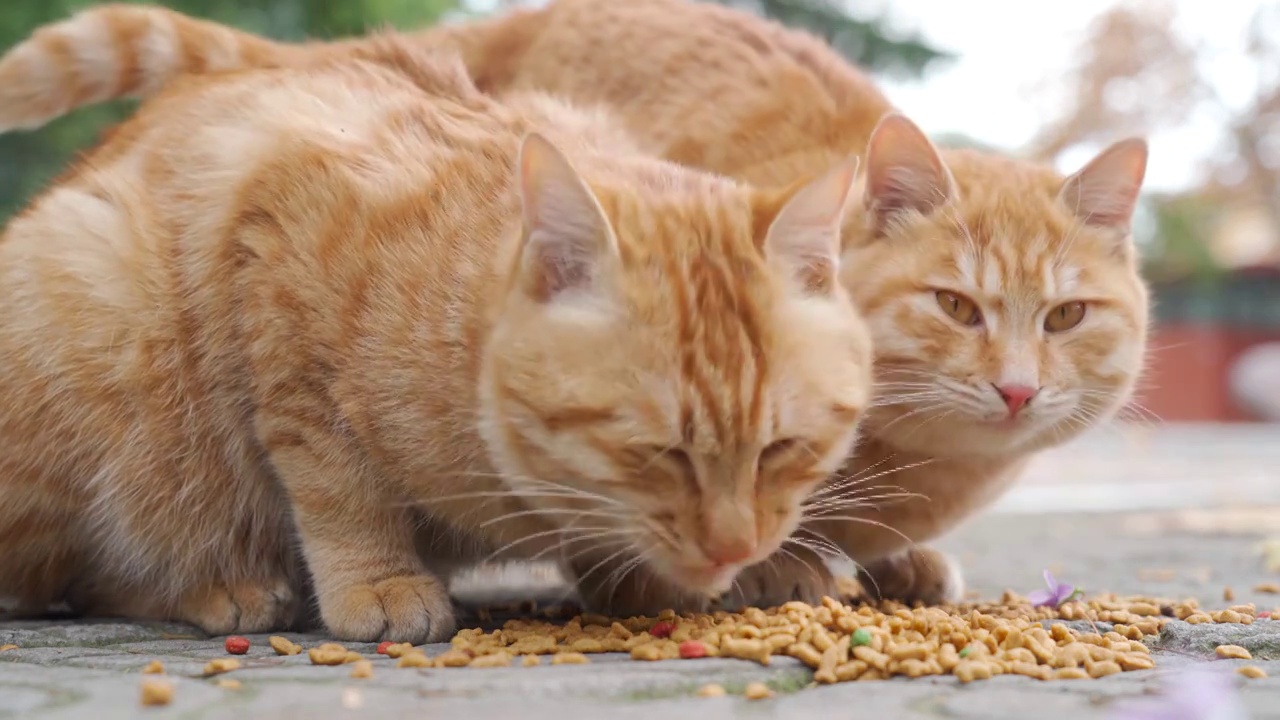 吃食物的橘猫视频素材