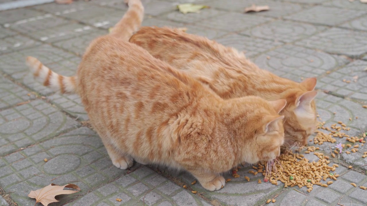 吃食物的橘猫视频素材