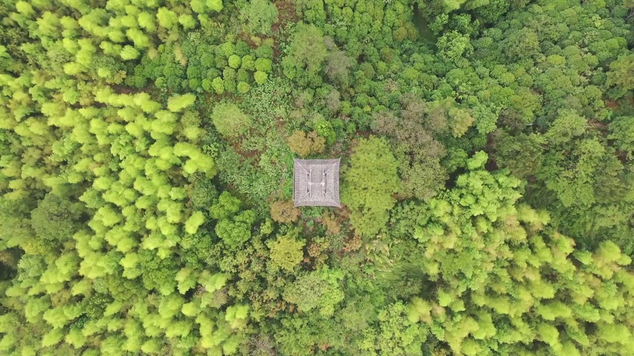 航拍杭州临安青山湖景区杉树林视频素材