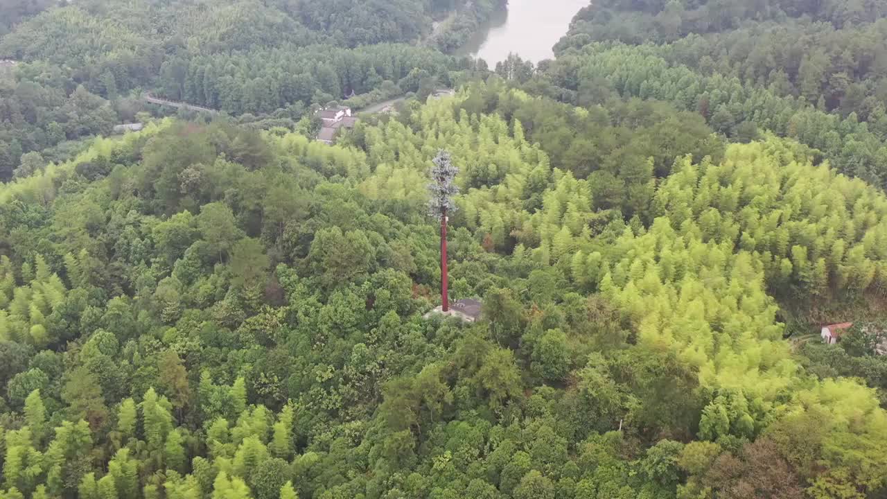 航拍杭州临安青山湖景区杉树林视频素材