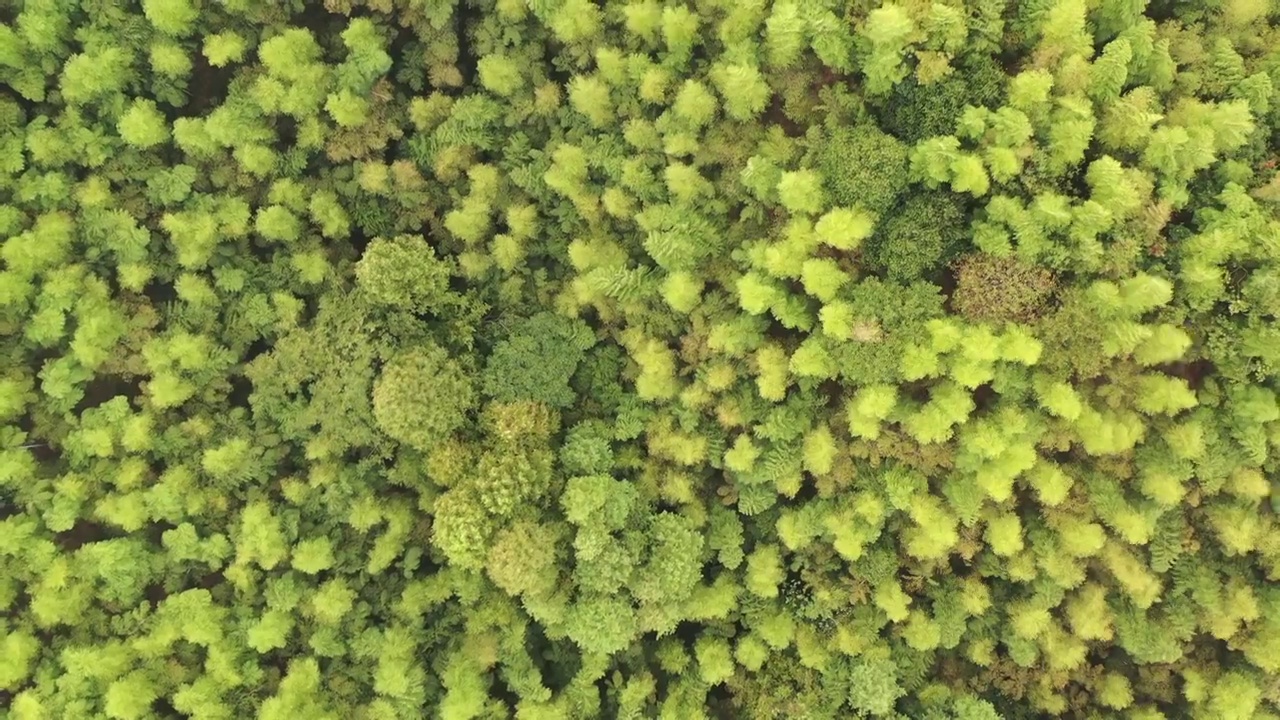 航拍杭州临安青山湖景区杉树林视频素材