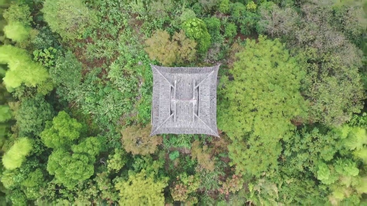 航拍杭州临安青山湖景区杉树林视频素材