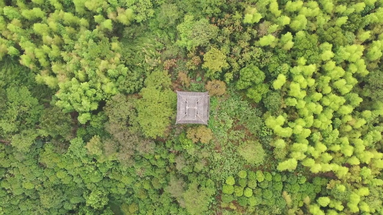 航拍杭州临安青山湖景区杉树林视频素材