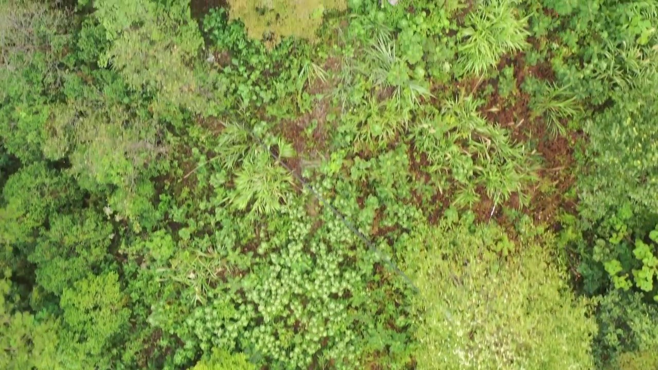 航拍杭州临安青山湖景区杉树林视频素材