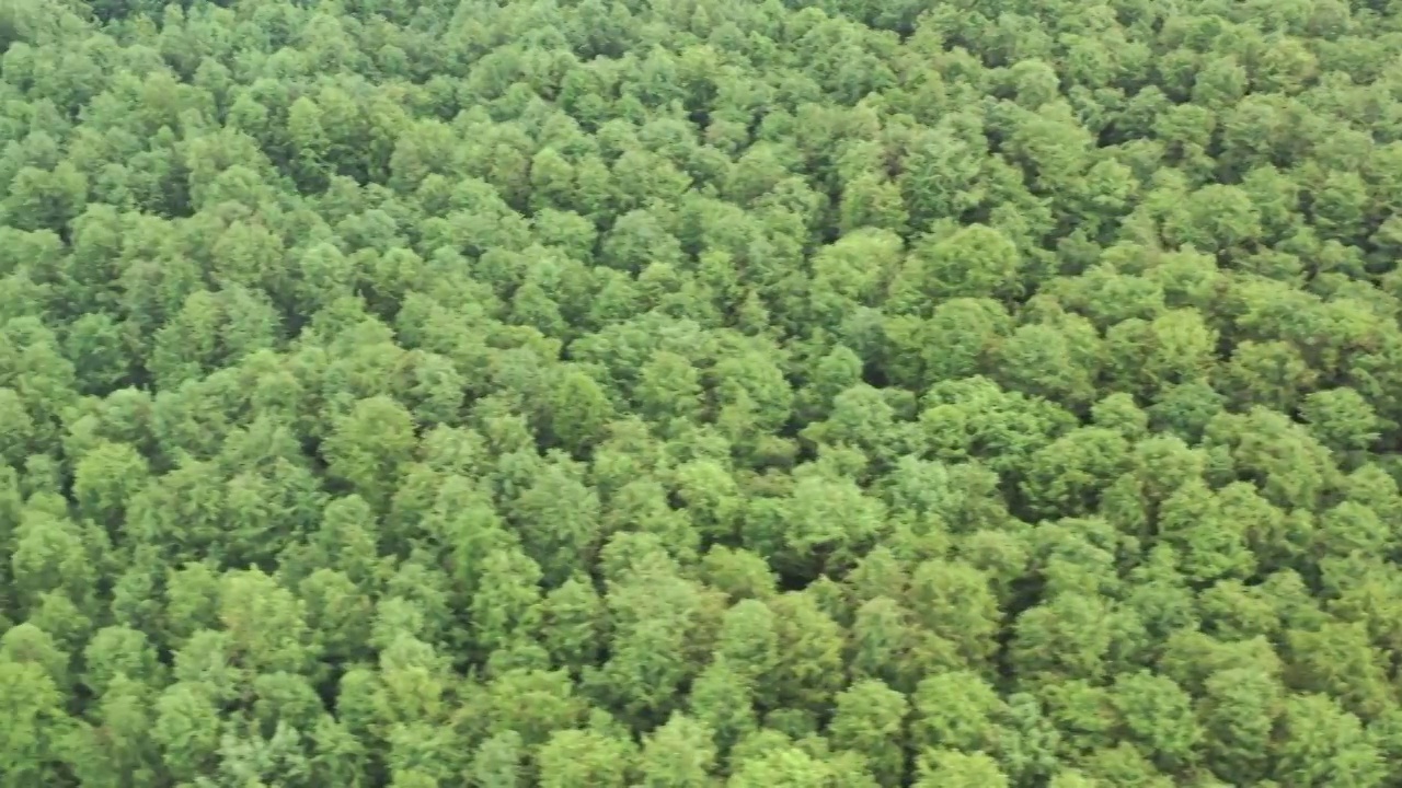 航拍杭州临安青山湖景区杉树林视频素材