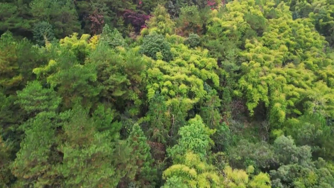 4K航拍秋天的重庆缙云山森林植被视频素材