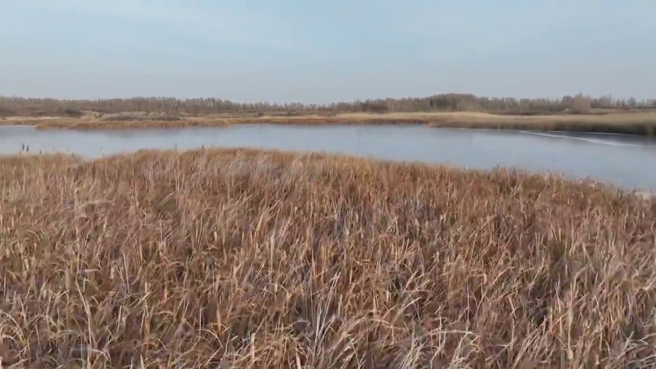 冬季黑河湿地视频素材