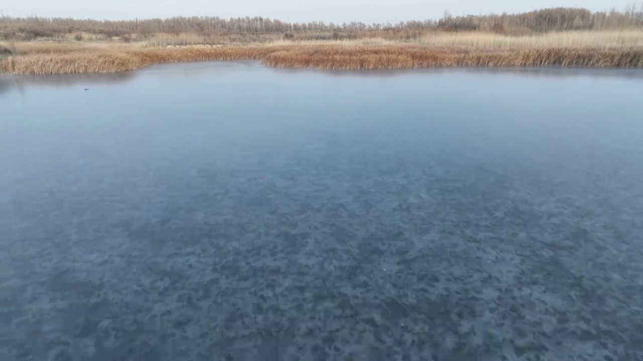 冬季黑河湿地视频素材