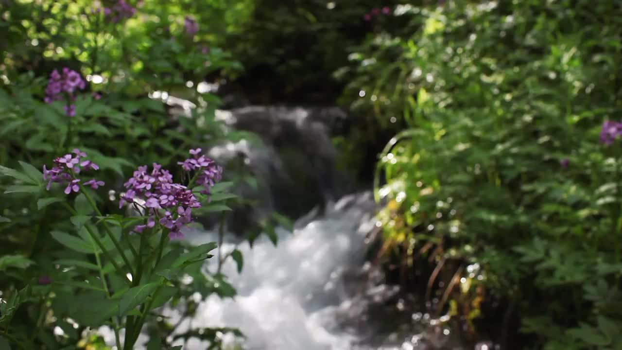 高原森林里的小溪流水视频素材