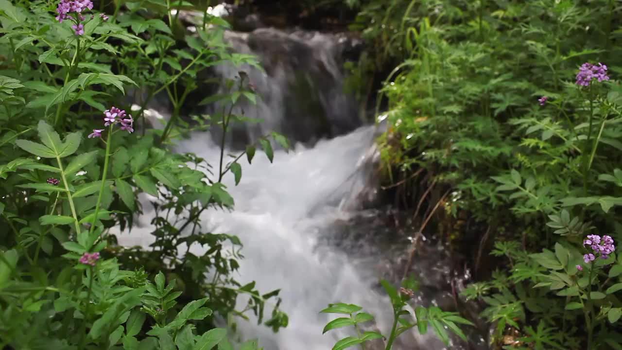 高原森林里的小溪流水视频素材