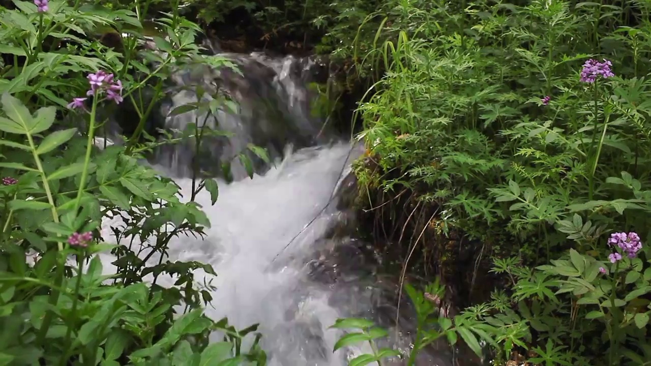 高原森林里的小溪流水视频素材