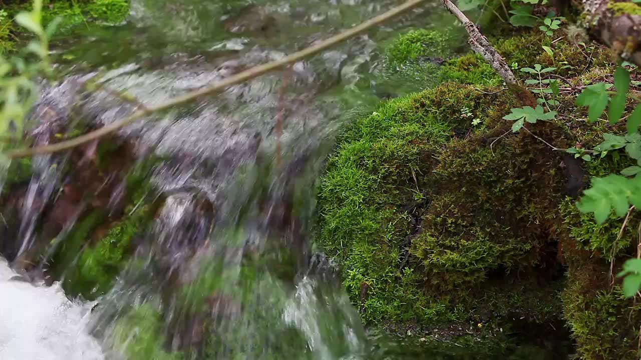 高原森林里的小溪流水视频素材