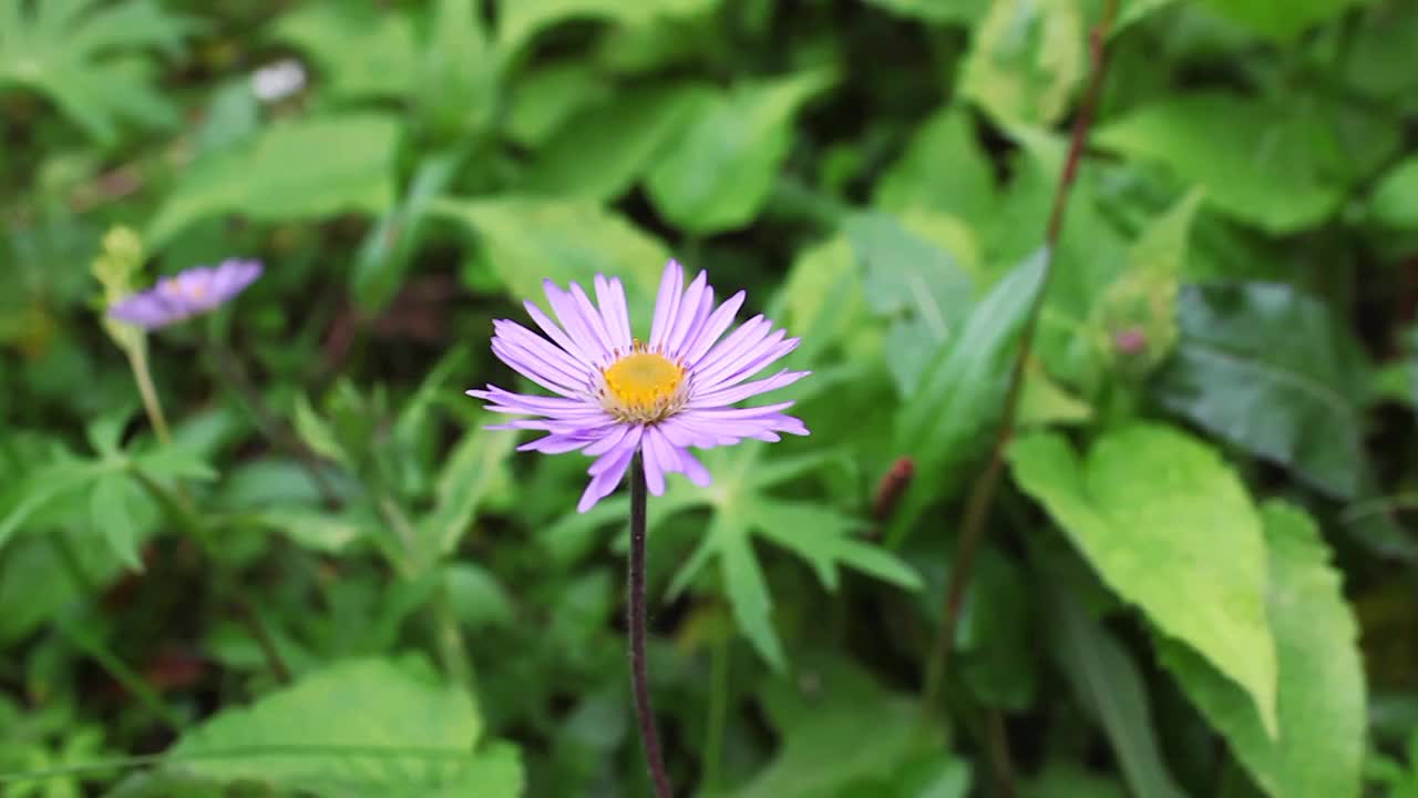 森林里的绿色植物视频素材