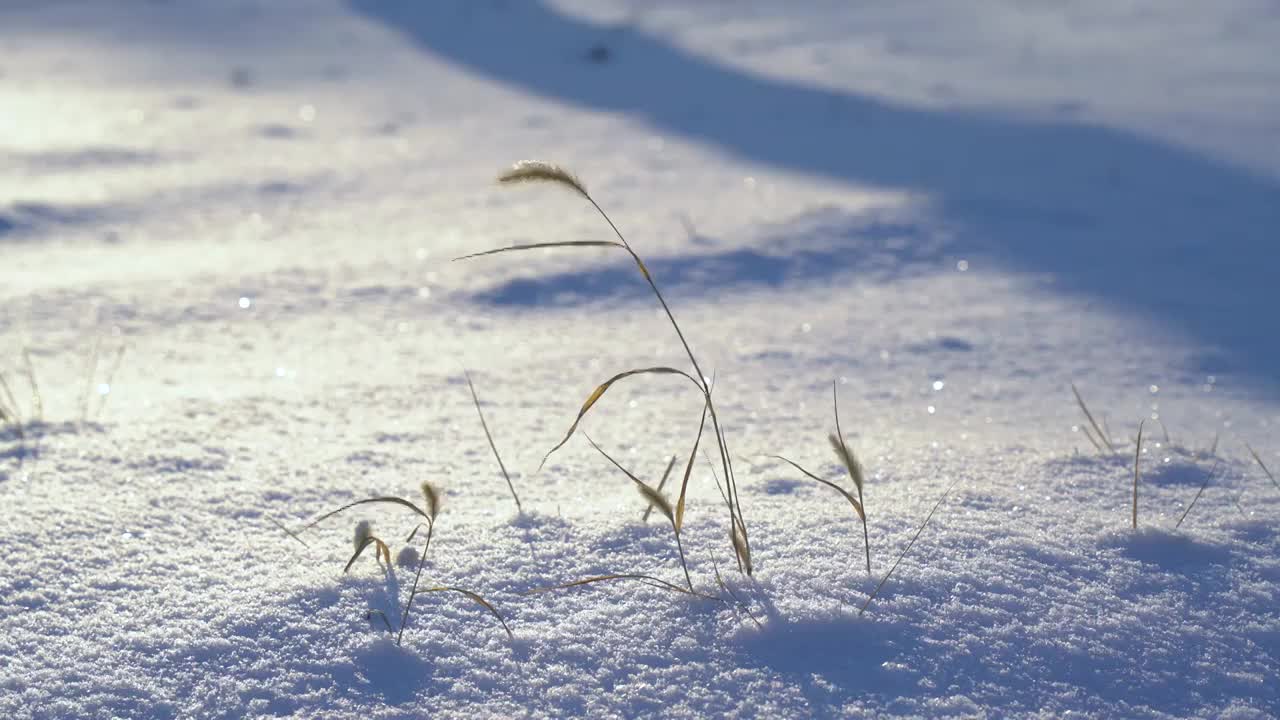 冬天雪地上的小草视频素材