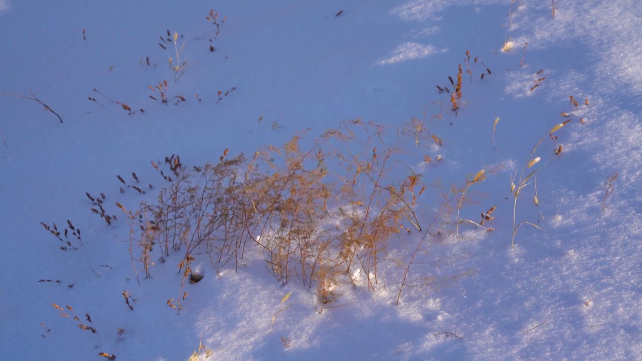 冬天雪地上的小草视频素材