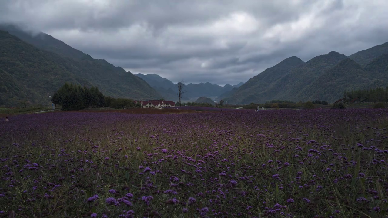 高山草甸重庆巫溪红池坝视频素材