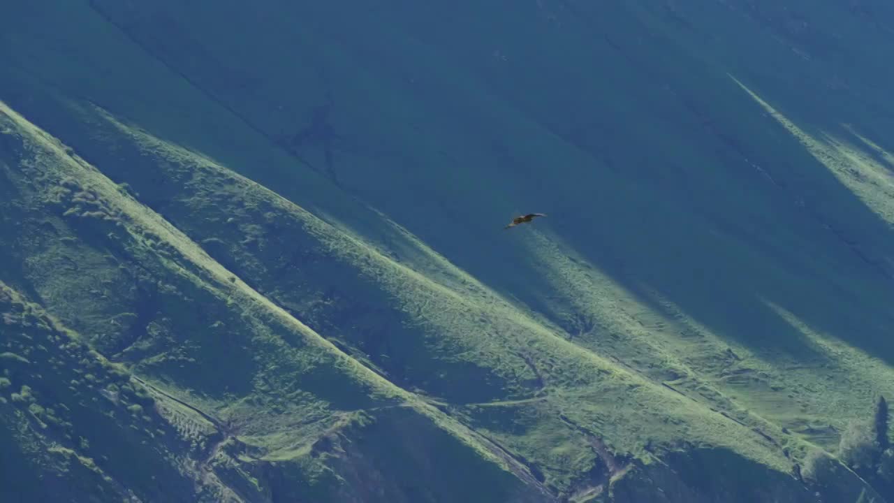 天空中飞翔的鹰视频素材