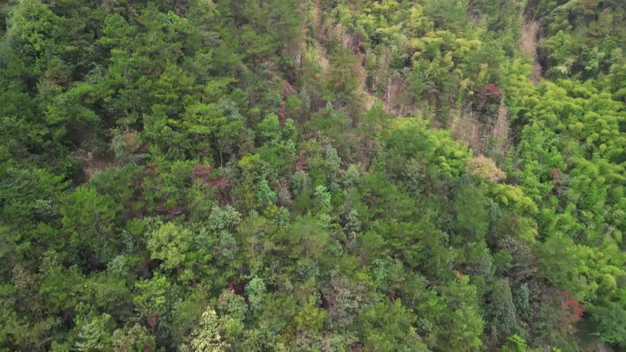 4K航拍秋天重庆缙云山森林植被自然景观视频素材