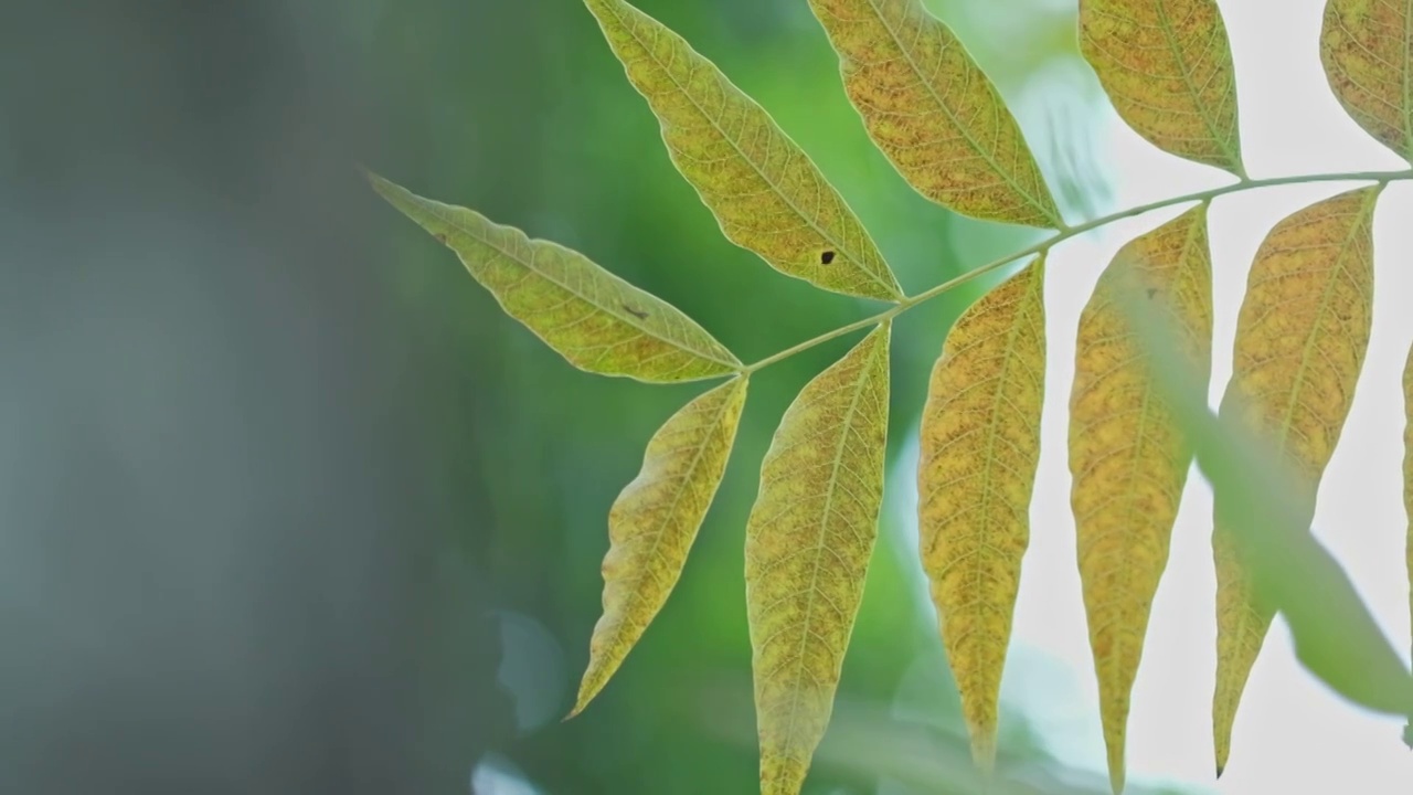 冬日里的树叶在风中摇摆视频素材