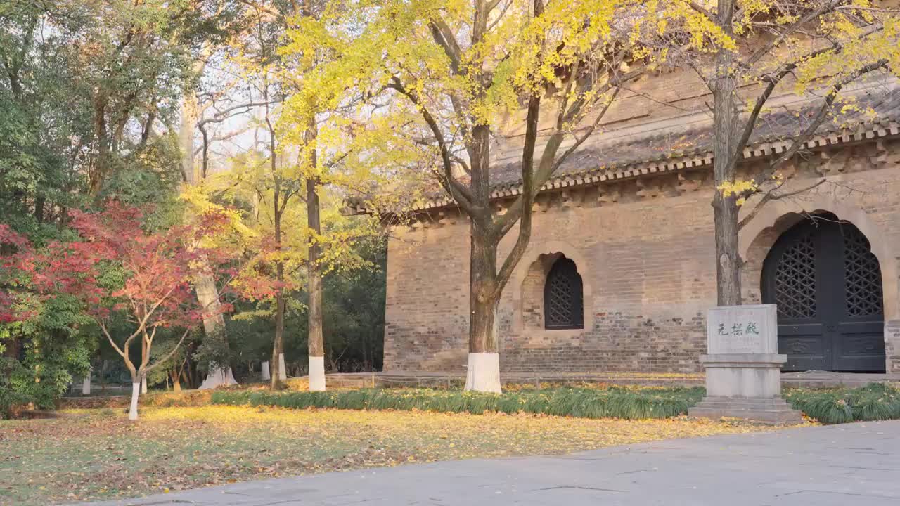 秋天南京钟山风景区灵谷寺银杏叶飘落视频下载