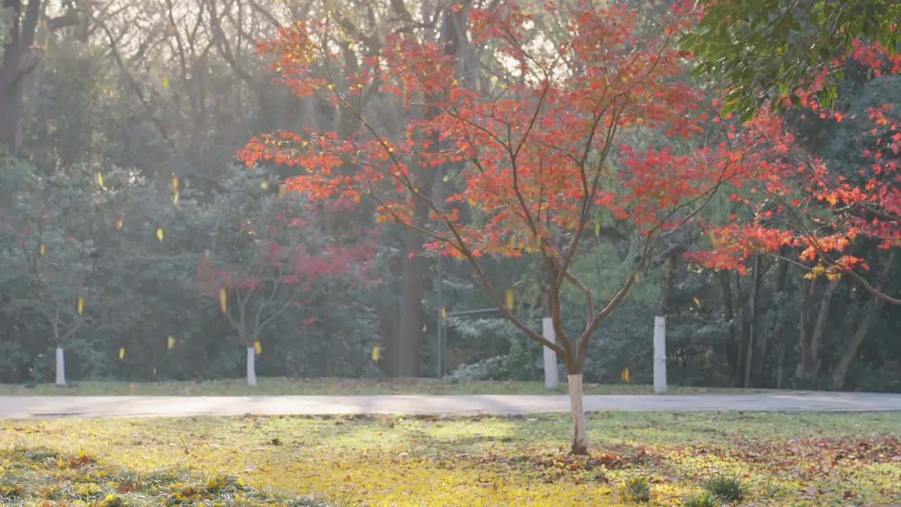 秋天南京钟山风景区灵谷寺银杏叶飘落视频下载