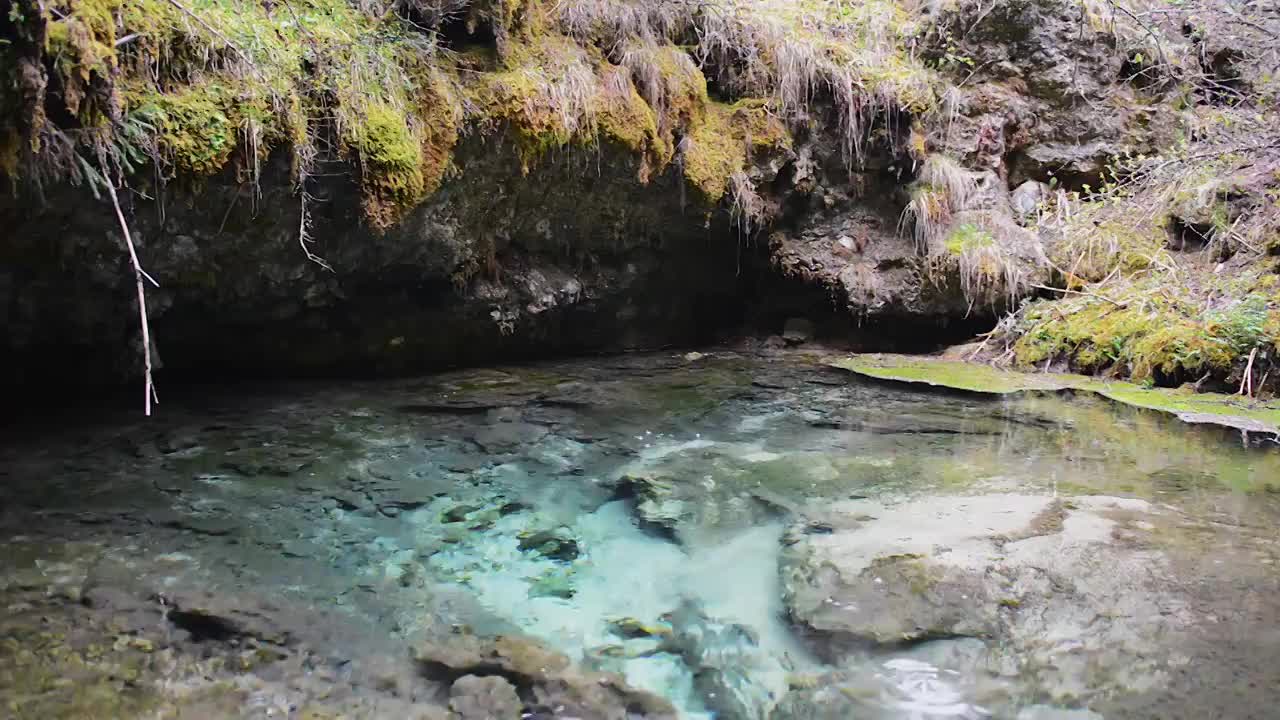 原始森林中的小溪流水视频素材