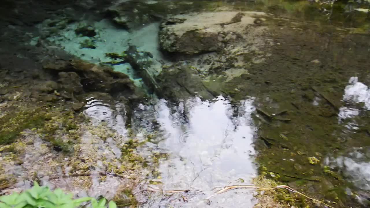 原始森林中的小溪流水视频素材