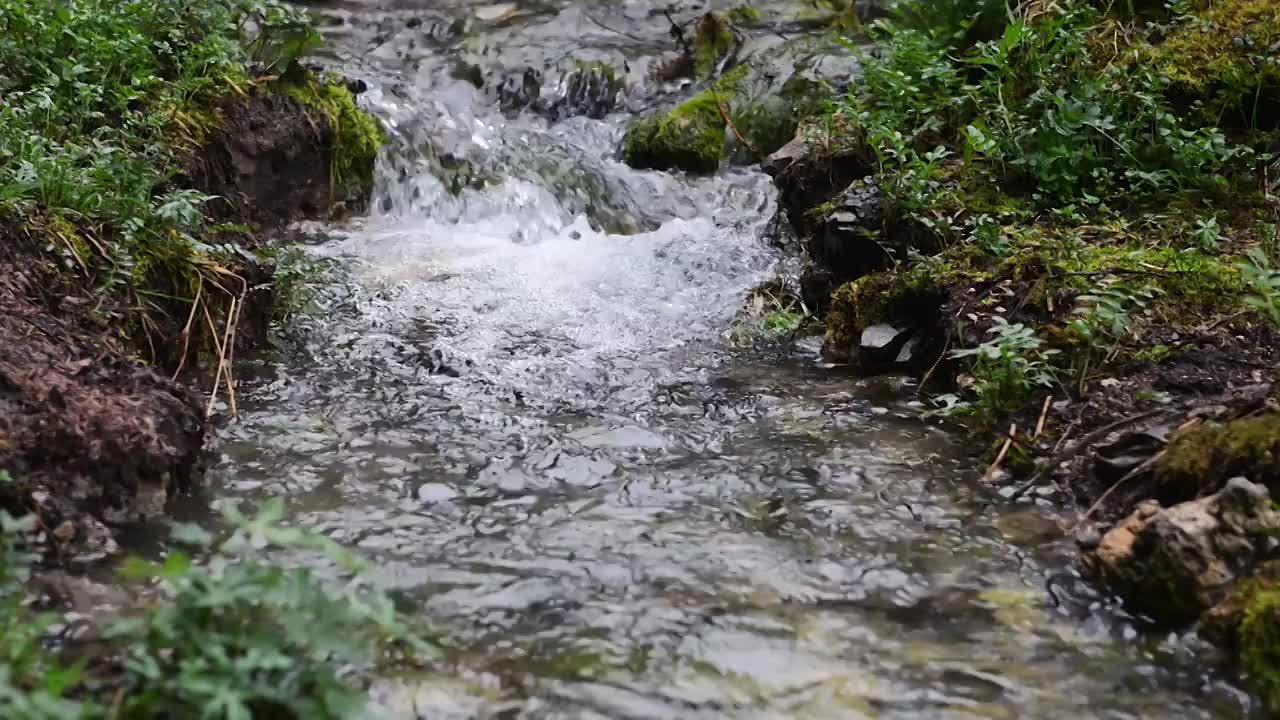 原始森林中的小溪流水视频素材