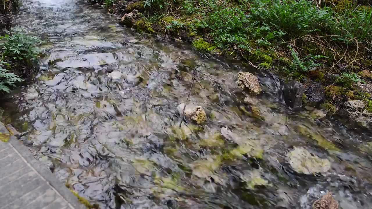 原始森林中的小溪流水视频素材