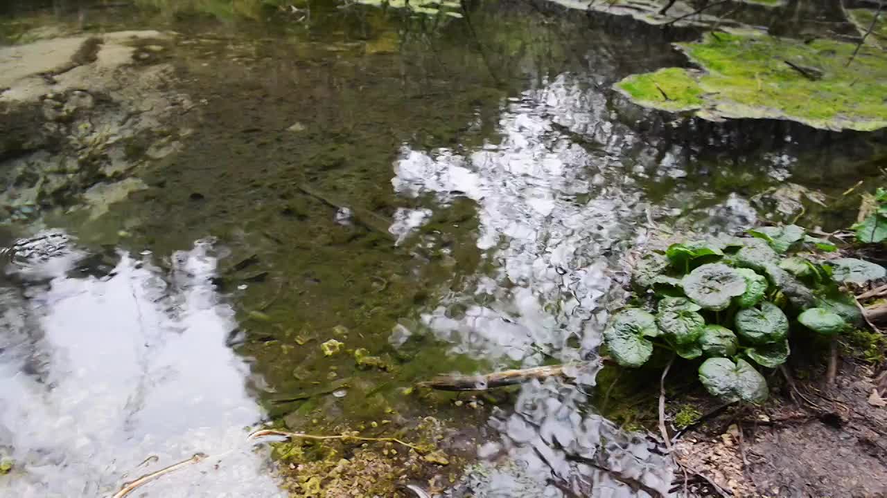 原始森林中的小溪流水视频素材