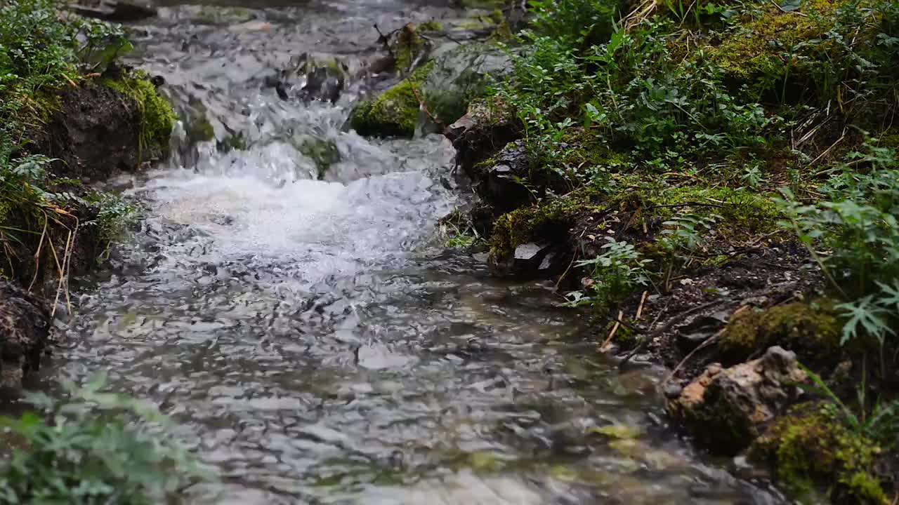 原始森林中的小溪流水视频素材