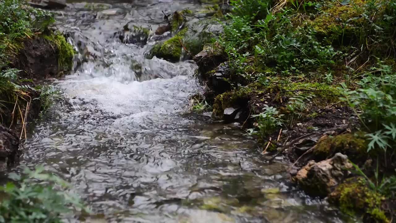 原始森林中的小溪流水视频素材