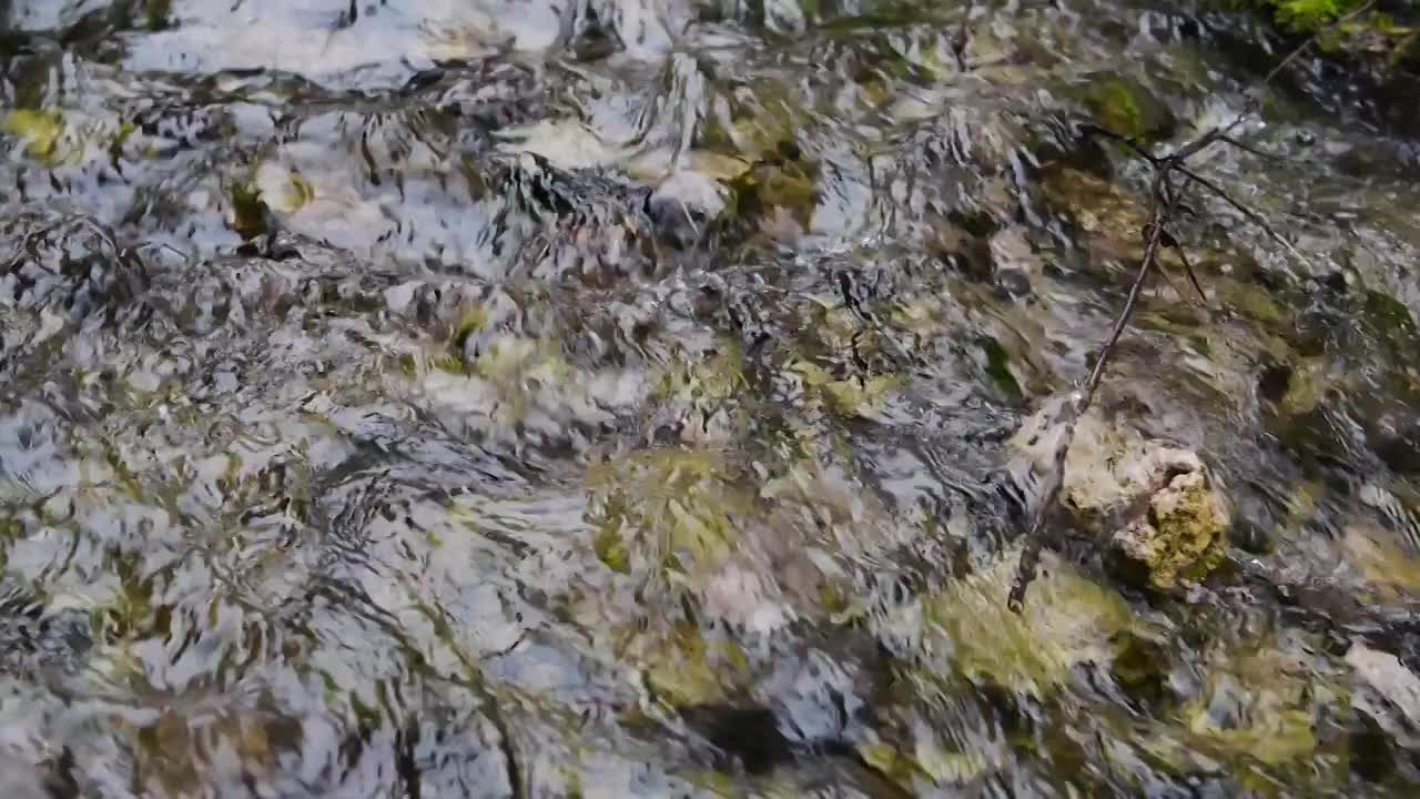 原始森林中的小溪流水视频素材