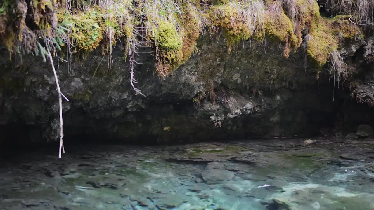 原始森林中的小溪流水视频素材