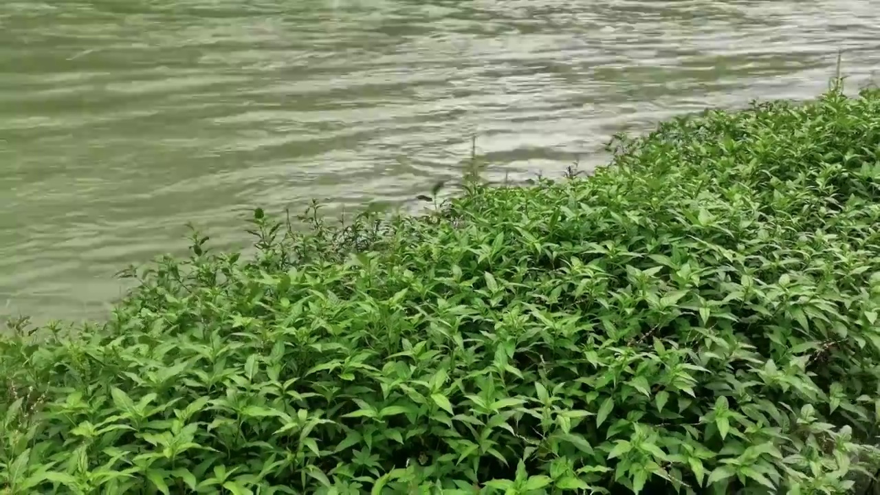 夏天河边生长的水蓼视频素材