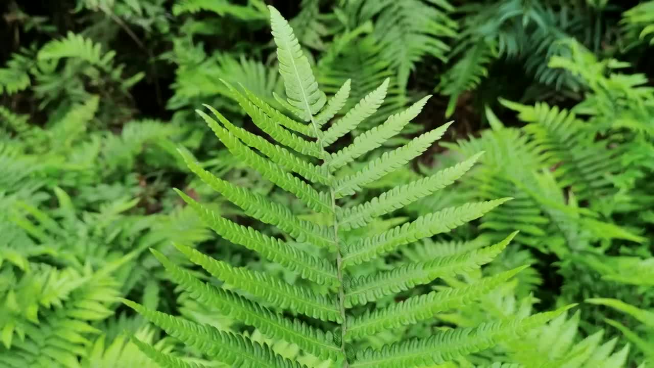 蕨类植物叶片视频素材