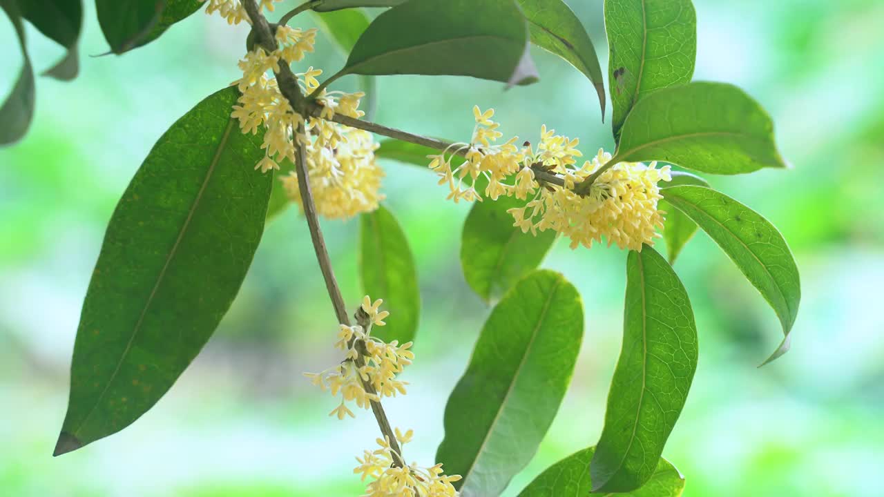 蜜蜂桂花采蜜视频下载