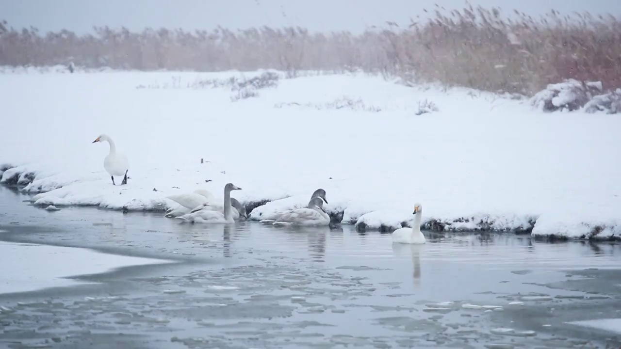 雪中大天鹅视频下载