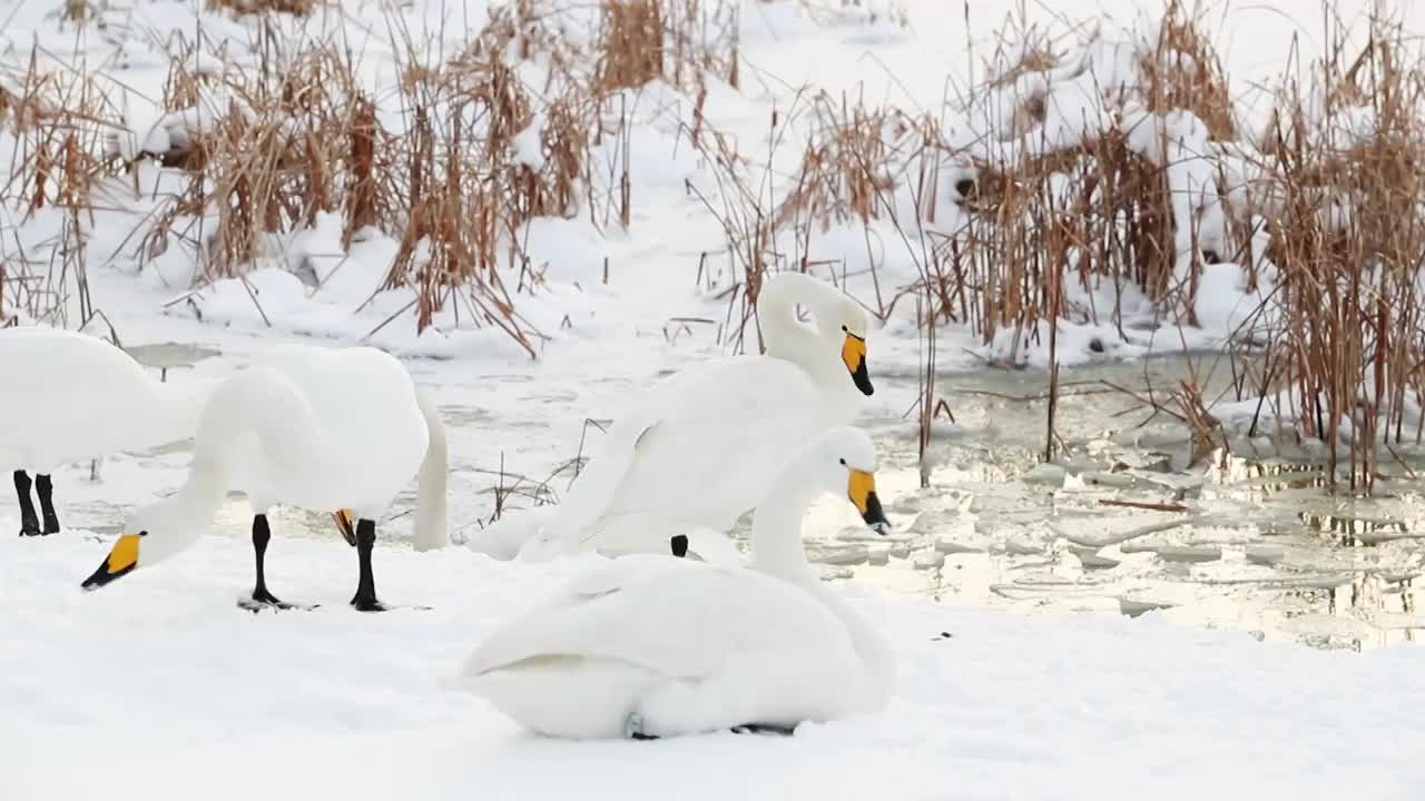 雪中大天鹅视频素材