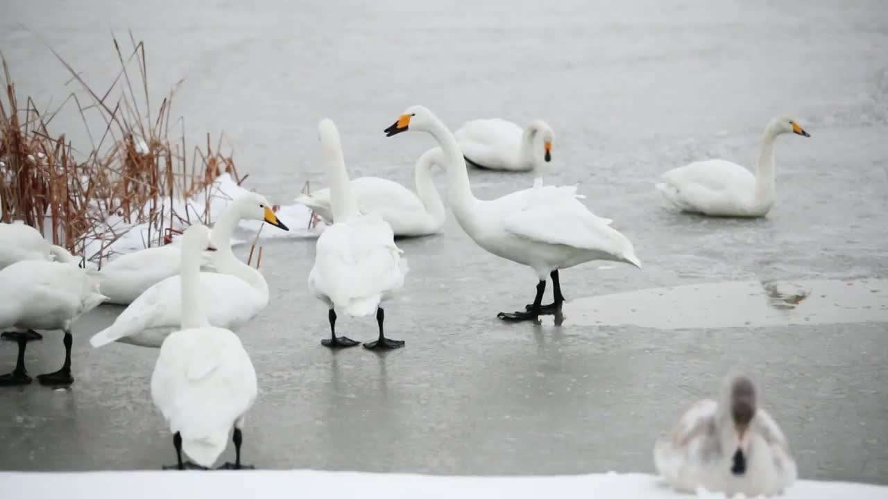 雪中大天鹅视频下载