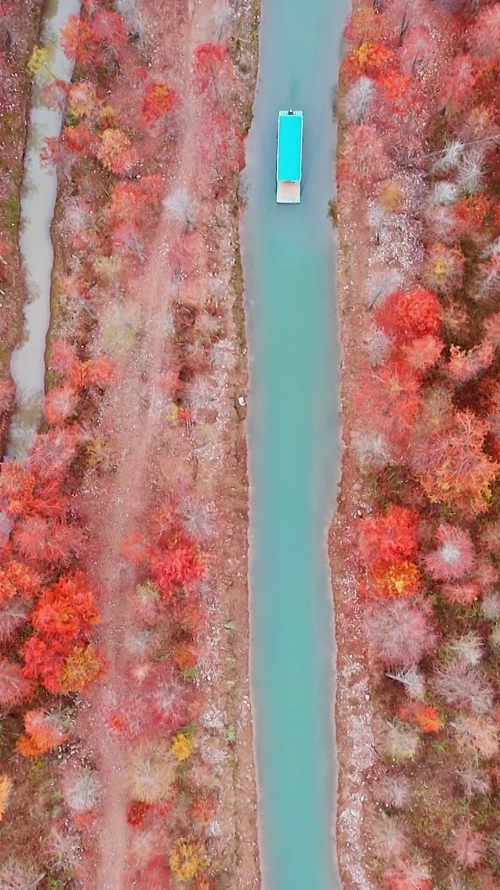 红杉林，宁国青龙乡水杉林，青龙湾景区，皖南川藏线的秋天视频素材