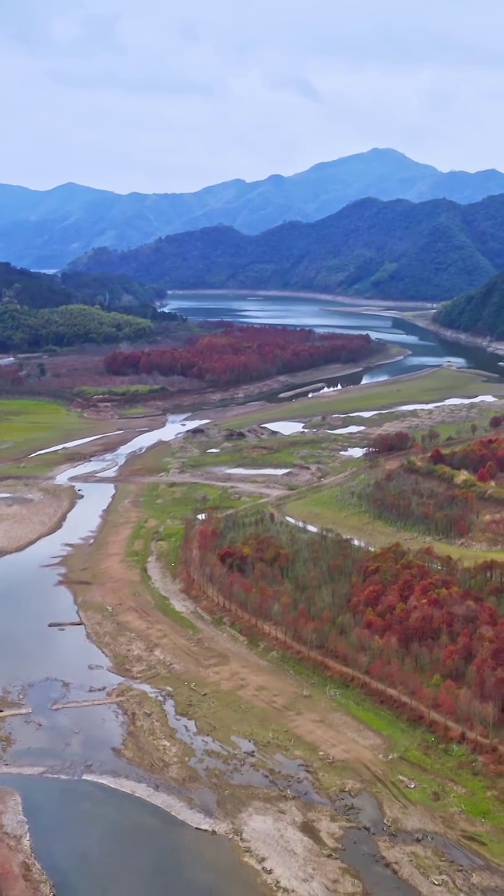 红杉林，宁国青龙乡水杉林，青龙湾景区，皖南川藏线的秋天视频素材