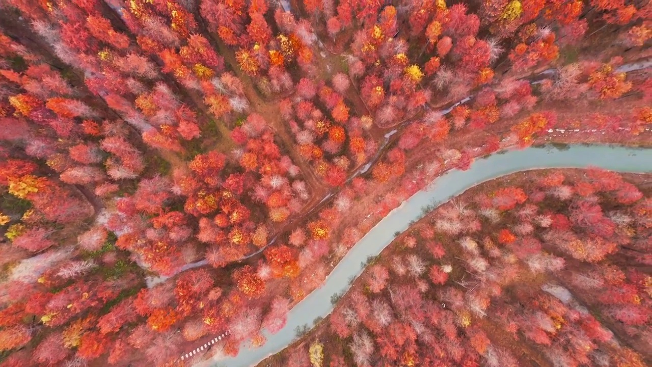 红杉林，宁国青龙乡水杉林，青龙湾景区，皖南川藏线的秋天视频素材