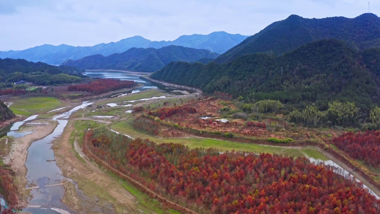 红杉林，宁国青龙乡水杉林，青龙湾景区，皖南川藏线的秋天视频素材