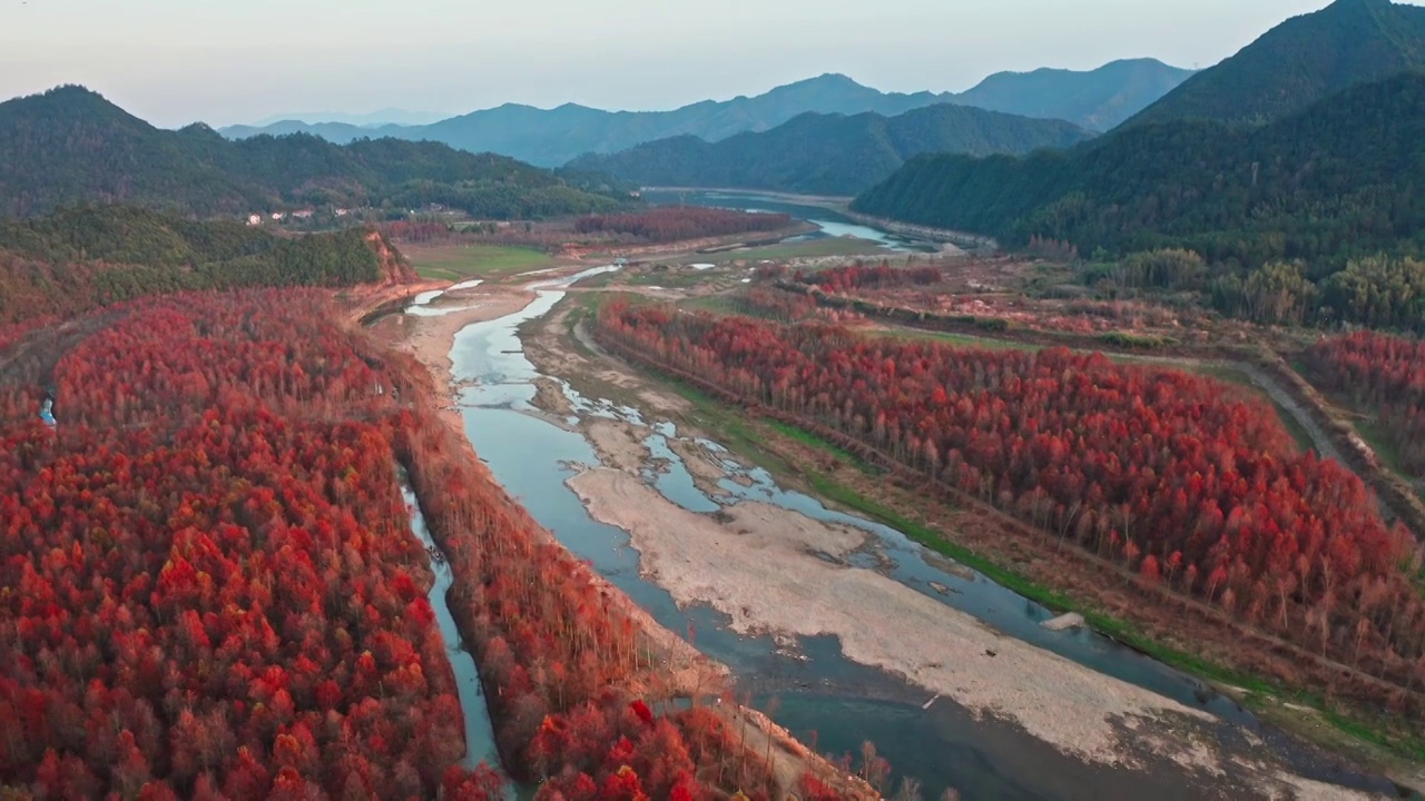 红杉林，宁国青龙乡水杉林，青龙湾景区，皖南川藏线的秋天视频素材